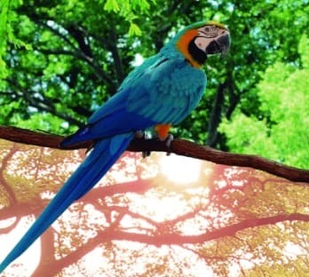 Arara-azul pousada em um galho, em meio à vegetação